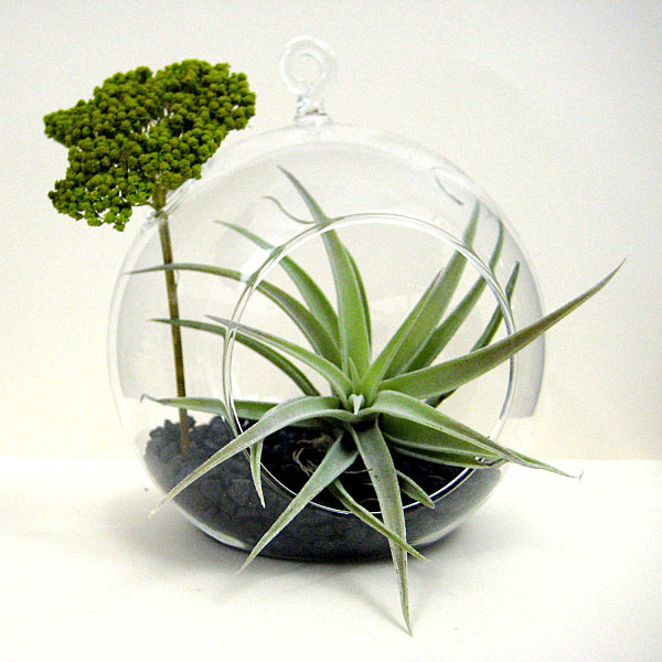 Air plant terrarium with yarrow