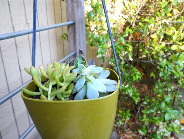 Craft your own DIY hanging planter