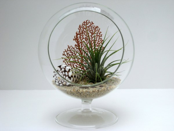 Footed air plant terrarium with shell