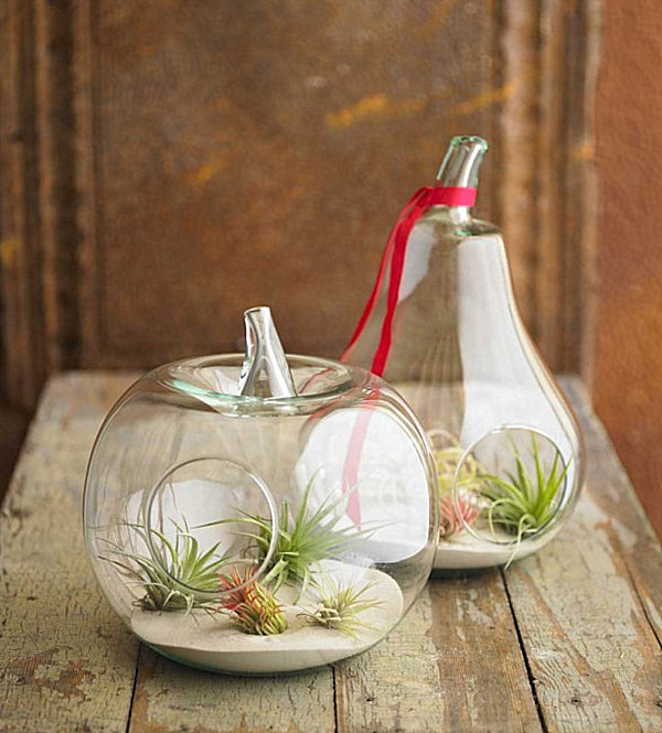 Air Plant Terrarium- Glass Terrarium Kit - Office Plant - Moss Decor - Air  Plant Holder - Plant Gift - Air Plant Gift - Geometric Terrarium