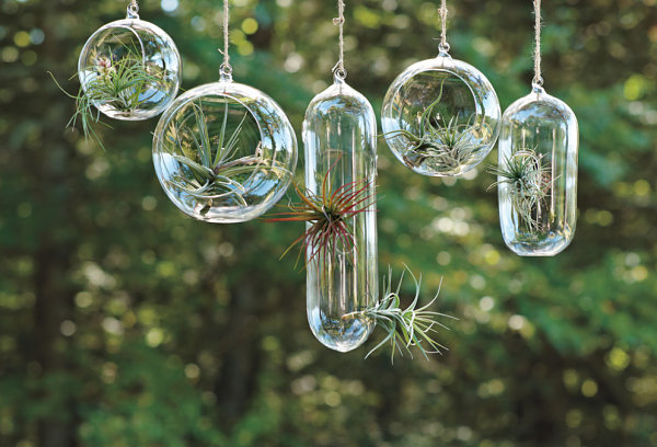 Hanging air plant garden