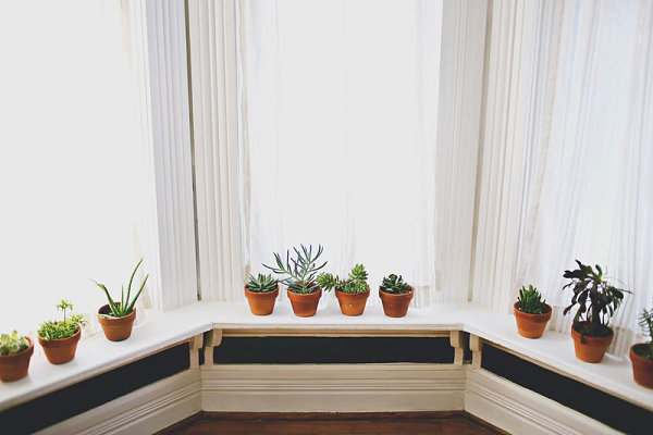 Indoor plants decorate a bay window