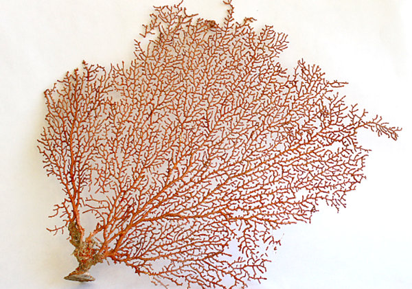 Red sea fan