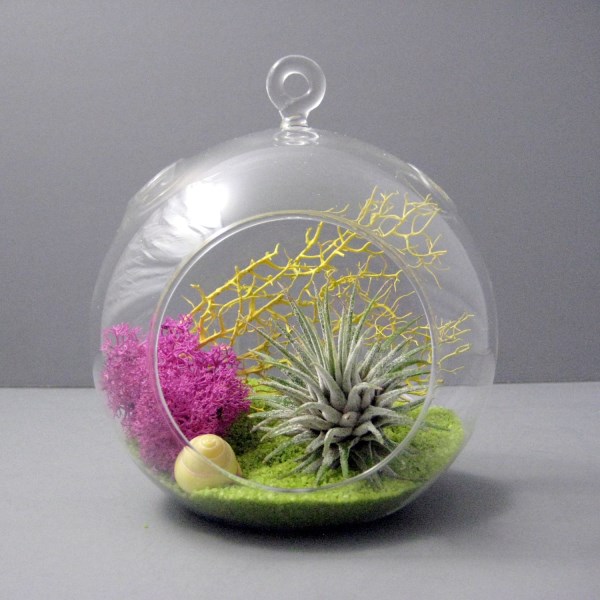 Stunning air plant terrarium from Etsy shop Sea & Asters