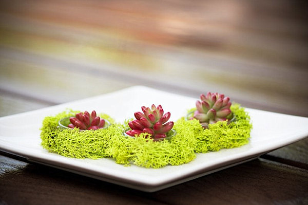 Succulent dish garden