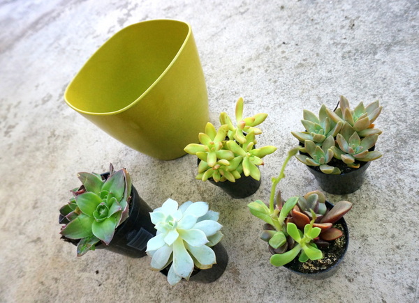 Succulents and a lime green planter