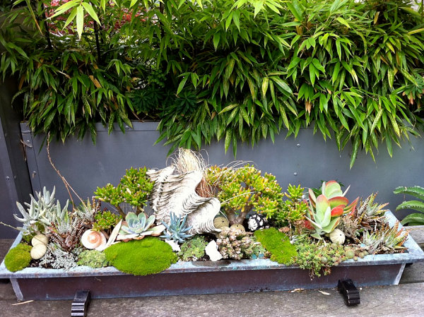 Succulents in a copper trough