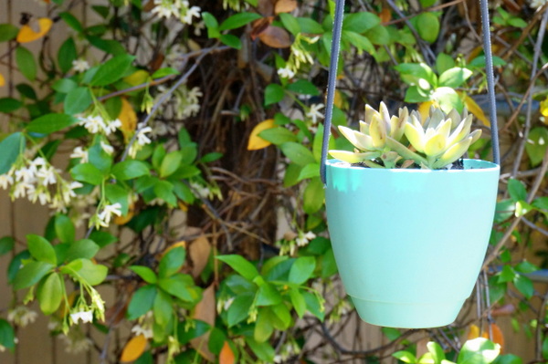 Make Your Own Modern DIY Hanging Planter