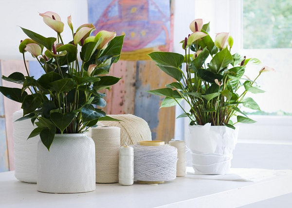 Tropical plants in white pots