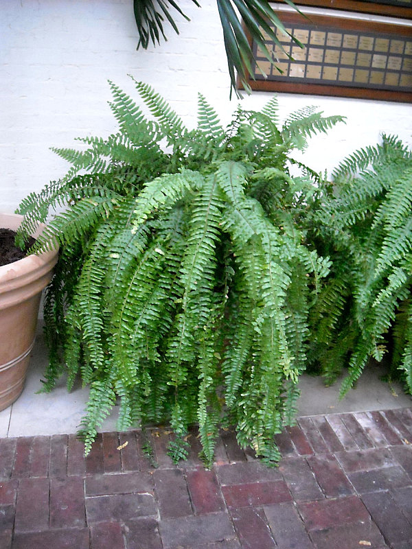 Boston fern in a ground container