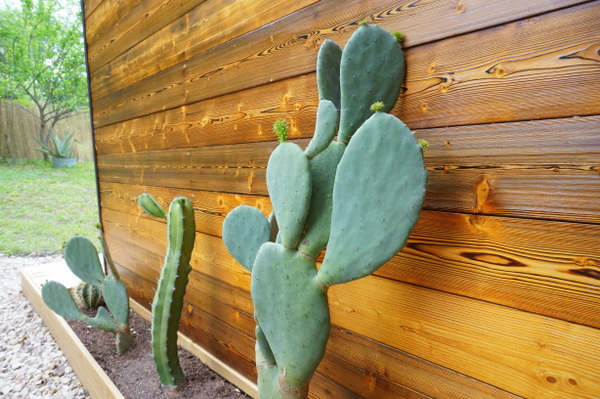 Cacti and custom siding