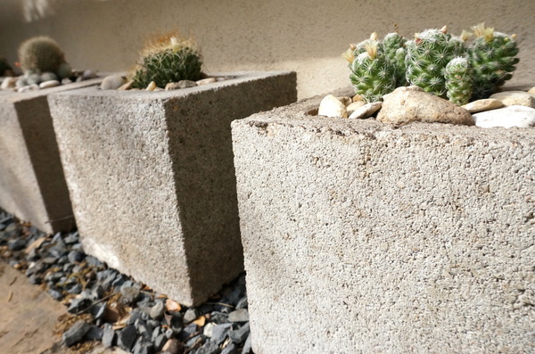 Cacti in cinder block planters