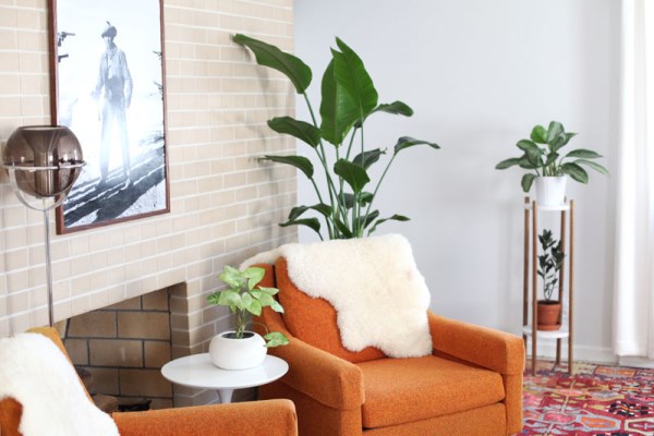 Greenery makes a striking statement in this modern living room