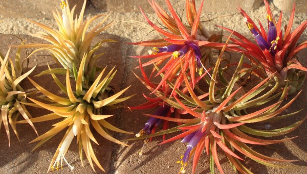 Iona air plants from Twisted Acres
