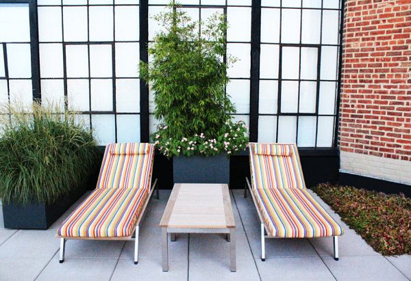 Large planters on a rooftop terrace