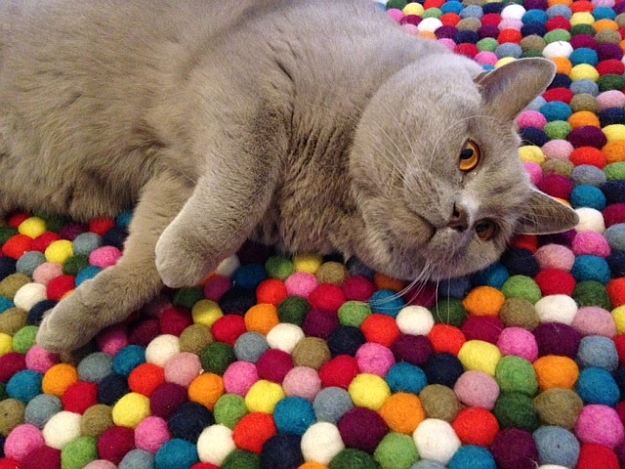 Let your little pet buddy enjoy the coy felt ball rug!