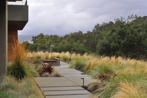 Mexican feather grass is ideal for modern outdoor spaces