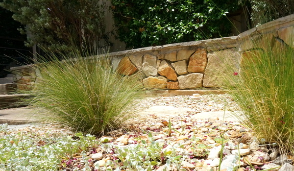 Mexican feather grass thrives in the sun