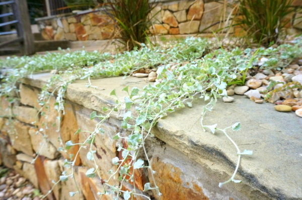 Silver falls dichondra cascades over a wall