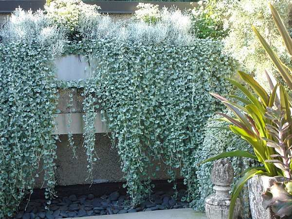 Silver falls dichondra shimmers and cascades