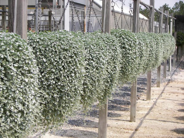 Silver falls dichondra