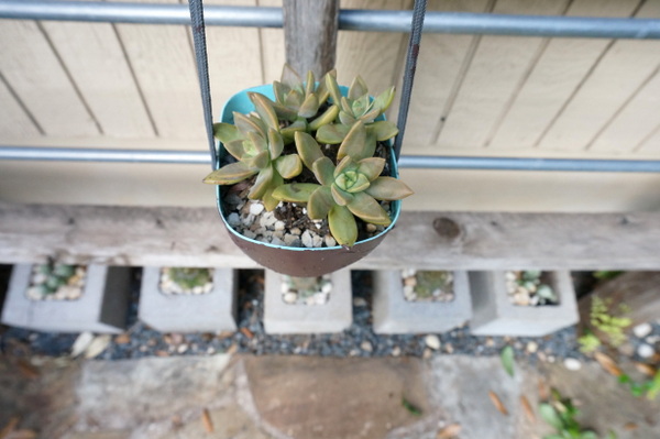 Succulents pop in a painted planter