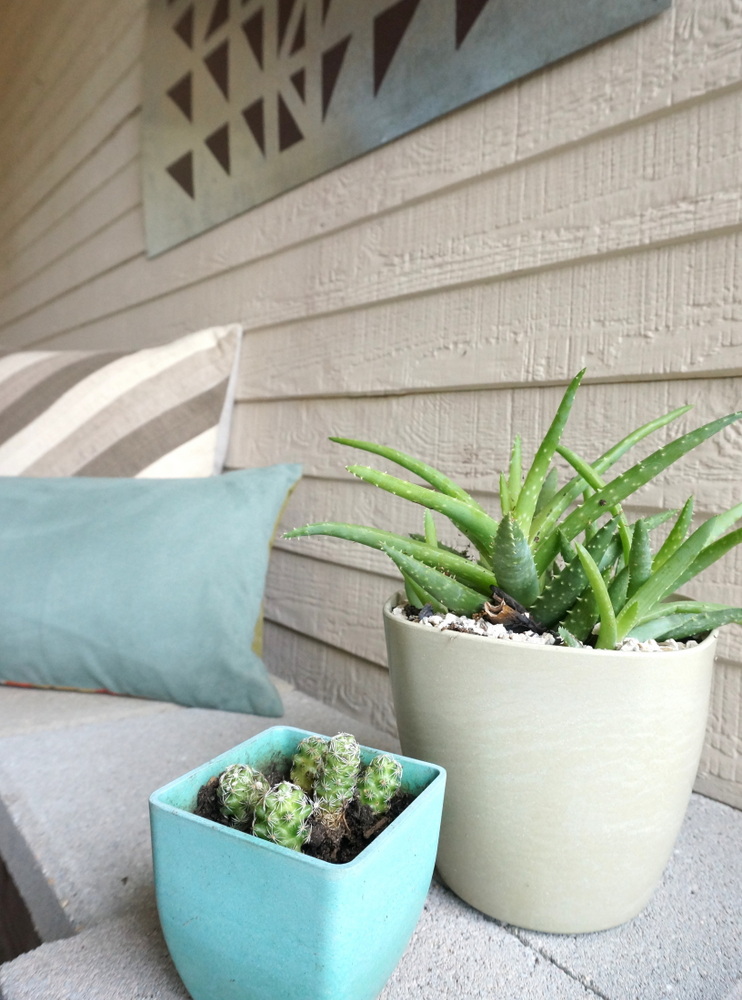 Succulents in clean-lined pots