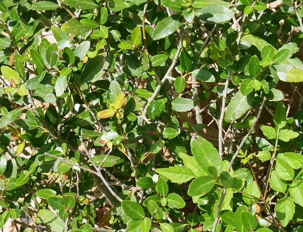 Yaupon leaves