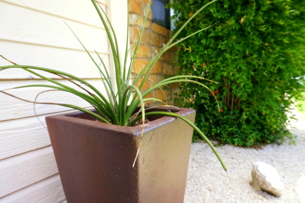 Yucca in a modern planter