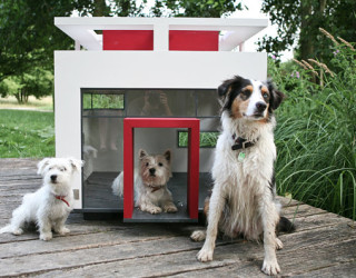 Modern Pet Decor And Supplies For Your Furry Friend