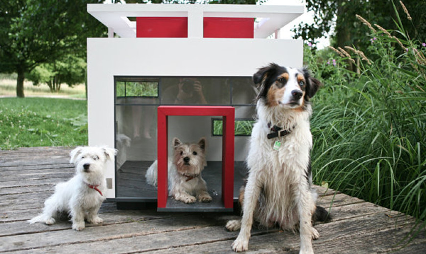 Modern Pet Decor And Supplies For Your Furry Friend