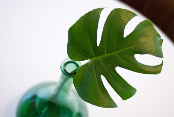 Monstera leaf in a glass vase