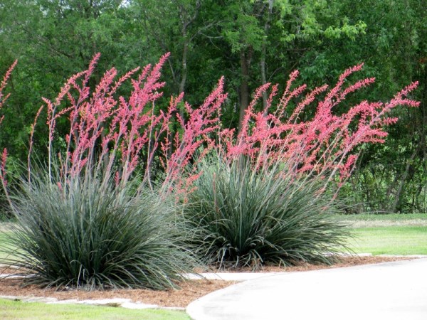 Red yucca adds a burst of color