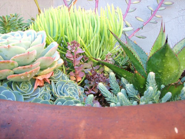 Succulents in a large planter