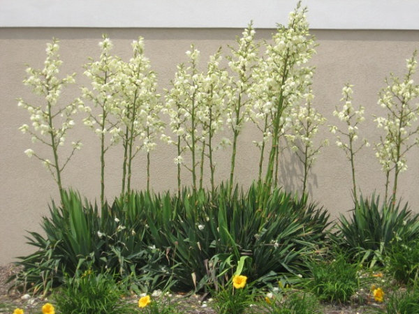 White yucca in bloom