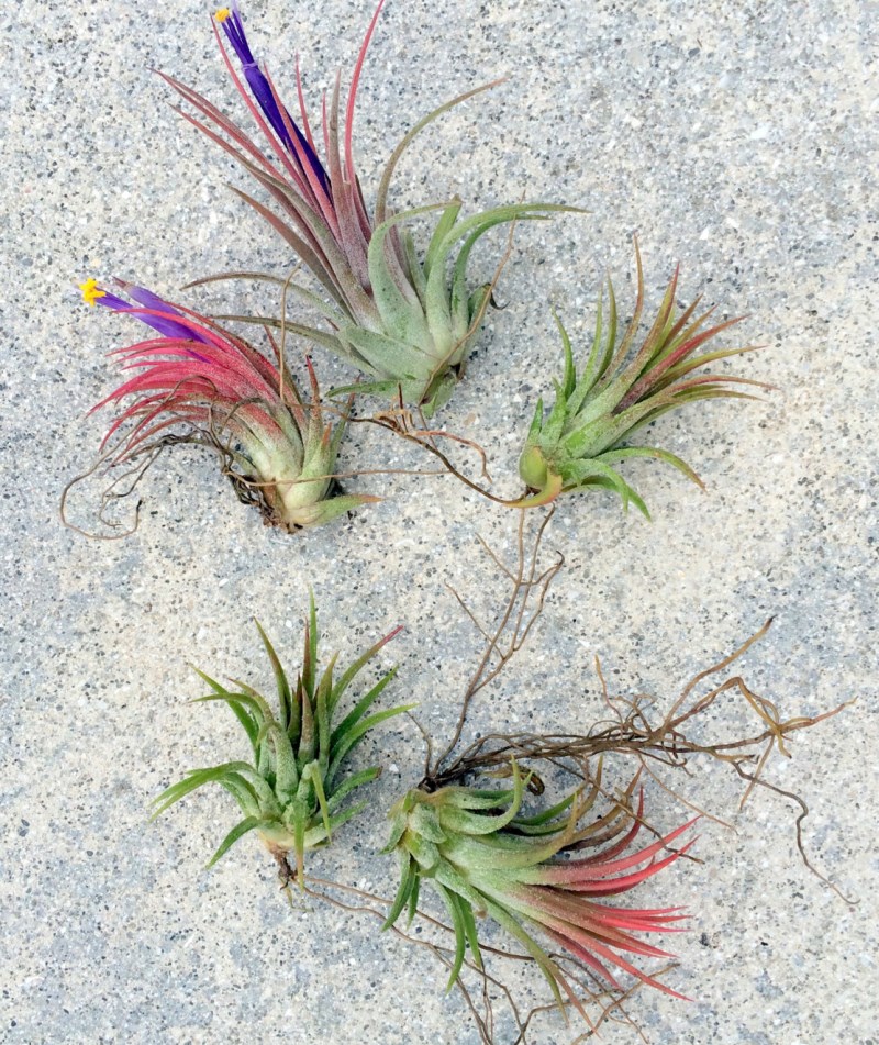5 Iona air plants from Twisted Acres