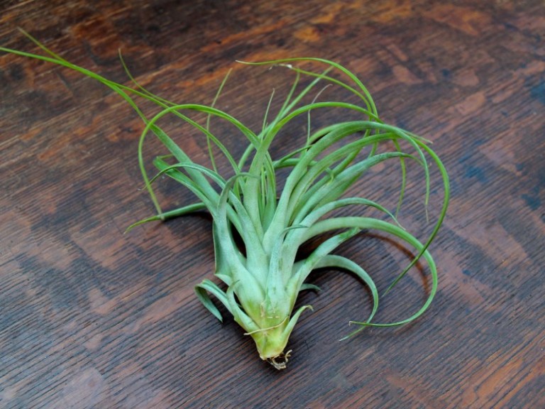 Where To Buy Air Plants Online Decoist
