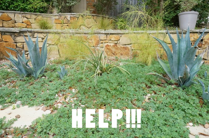 A garden overgrown with weeds