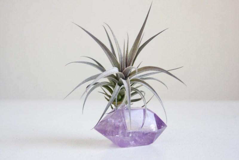 Air plant and amethyst from Etsy shop Falcon and Finch