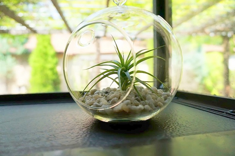 Air plant in the window