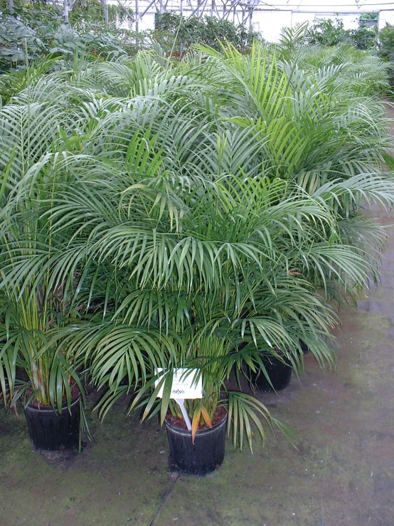 Areca palm plants