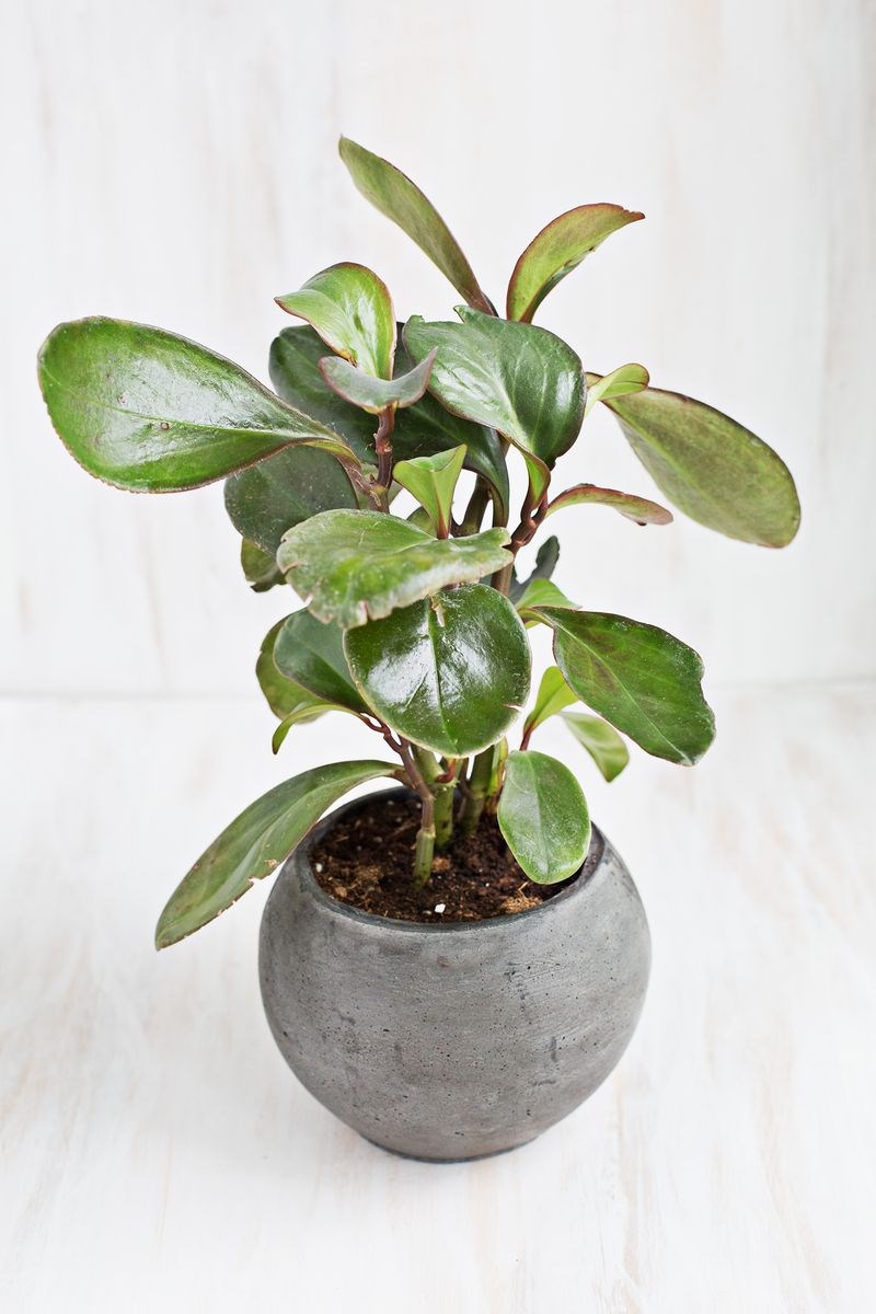 Are rubber plants safe best sale for dogs