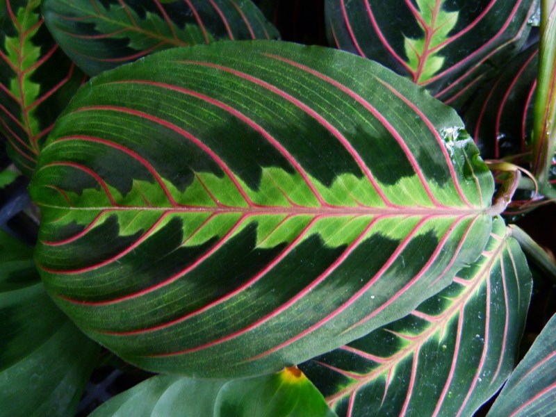 Beautiful prayer plant leaf