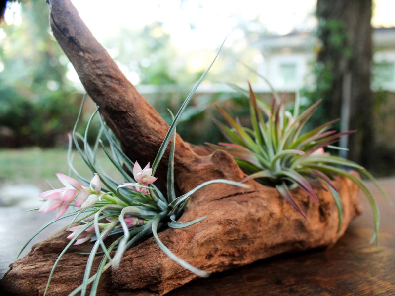 Blooming Air Plant Kit from Air Plant Design Studio