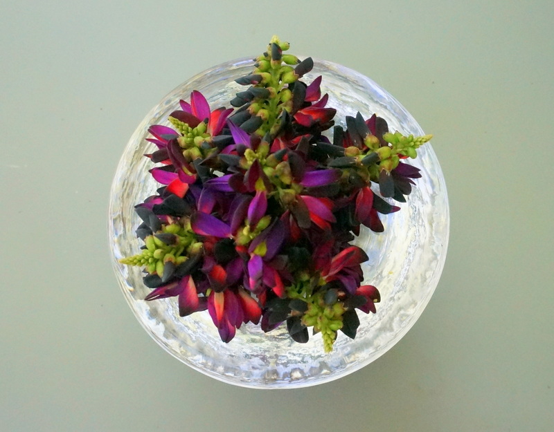 Bowl of violet blossoms