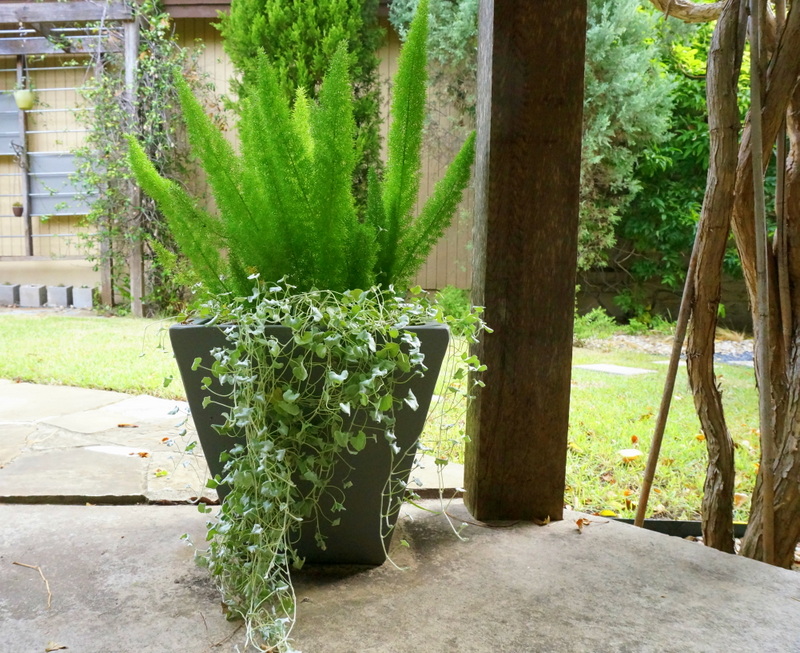 Cascading silver falls dichondra and foxtail fern