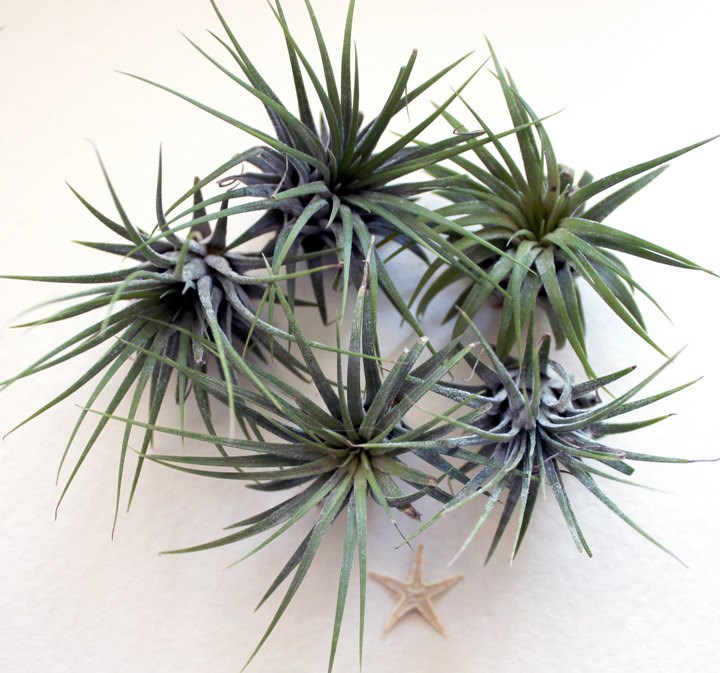 Closeout air plants from Etsy shop Robin Charlotte