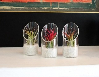 Where To Buy Air Plants Online
