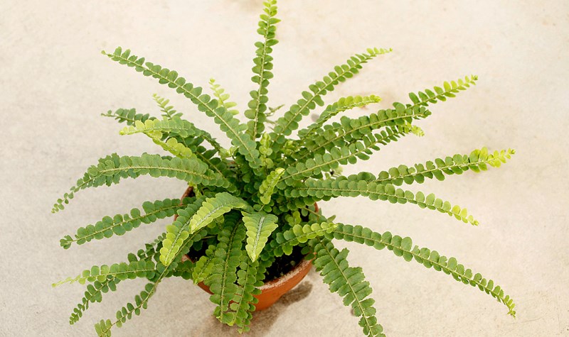 Lemon button fern in a terracotta pot