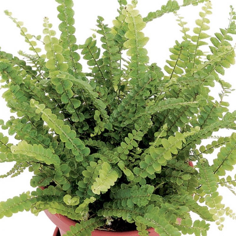 Lemon button fern